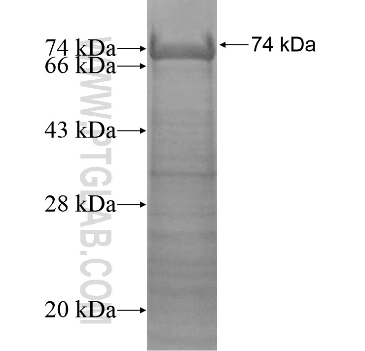 ACTR10 fusion protein Ag13612 SDS-PAGE