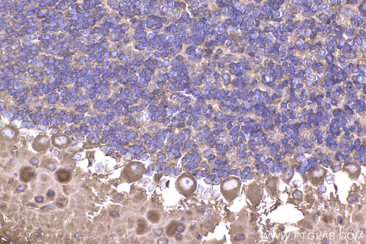 IHC staining of mouse cerebellum using 10357-1-AP