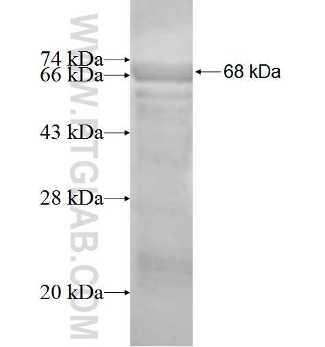 ACTR1B fusion protein Ag1467 SDS-PAGE