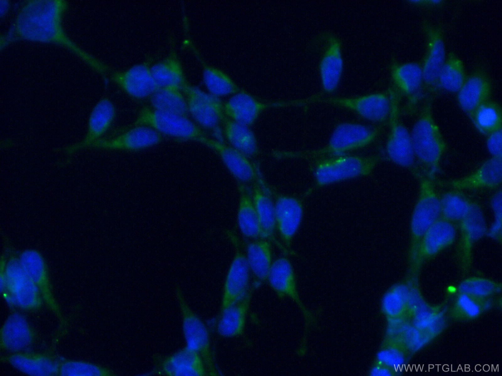 IF Staining of HEK-293 using 10922-1-AP