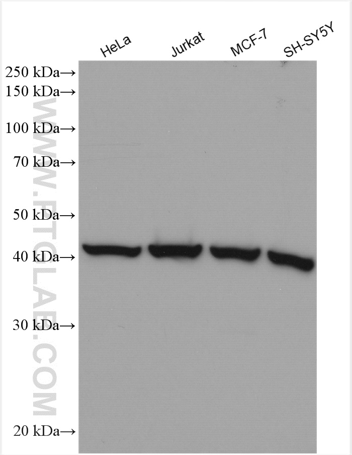 WB analysis using 10922-1-AP