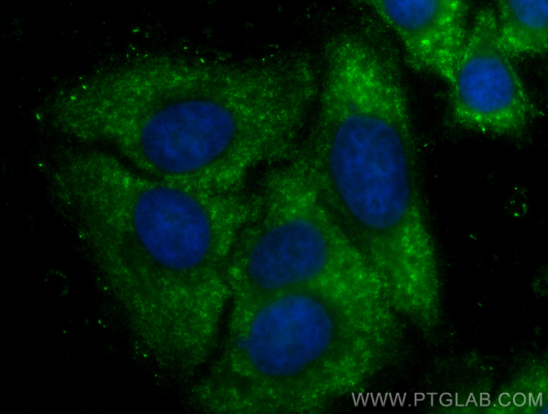 IF Staining of HepG2 using CL488-68037