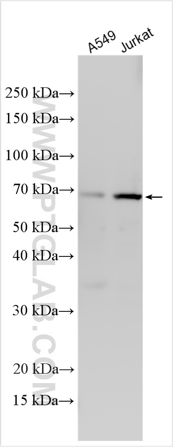 WB analysis using 17334-1-AP