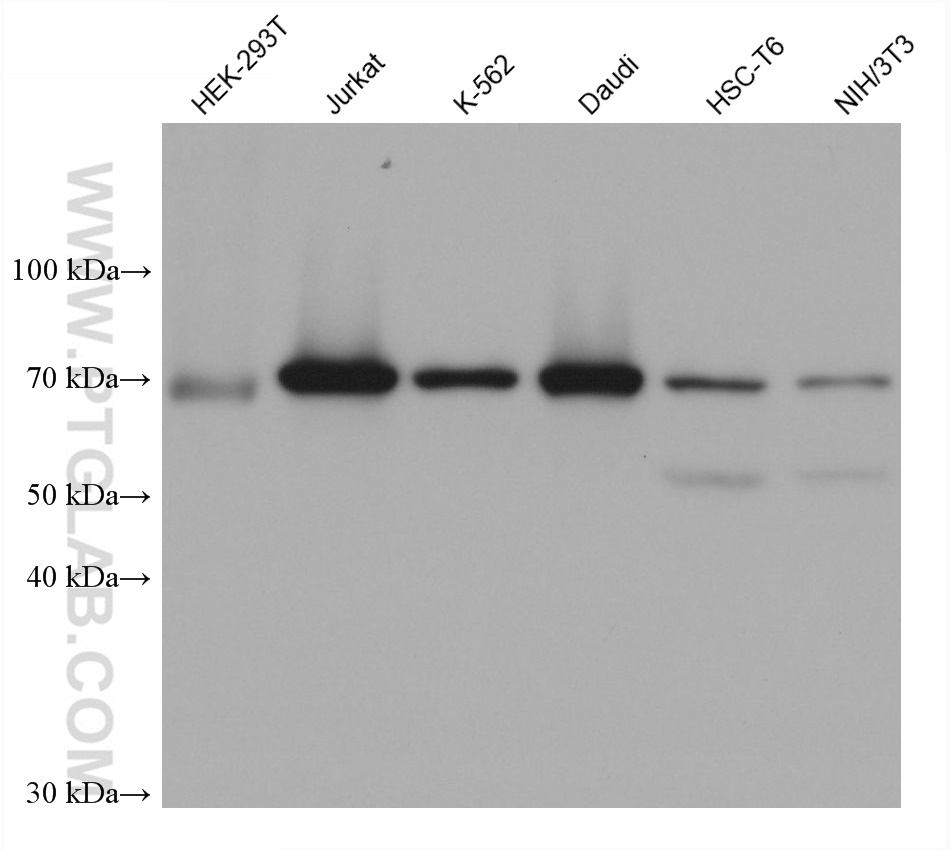 WB analysis using 68784-1-Ig