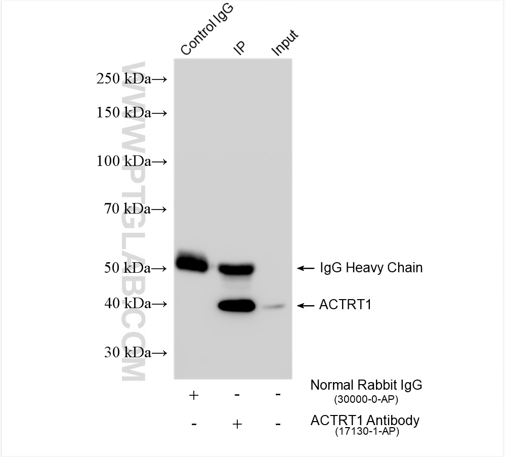 IP experiment of mouse testis using 17130-1-AP