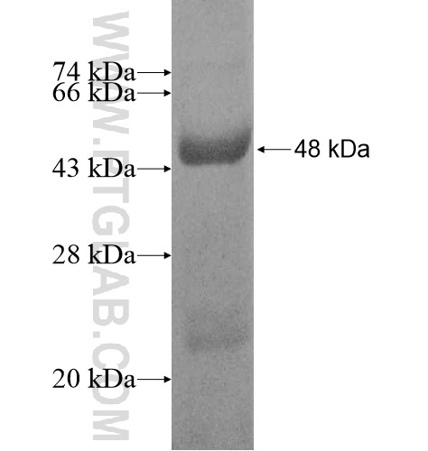 ACTRT1 fusion protein Ag10632 SDS-PAGE