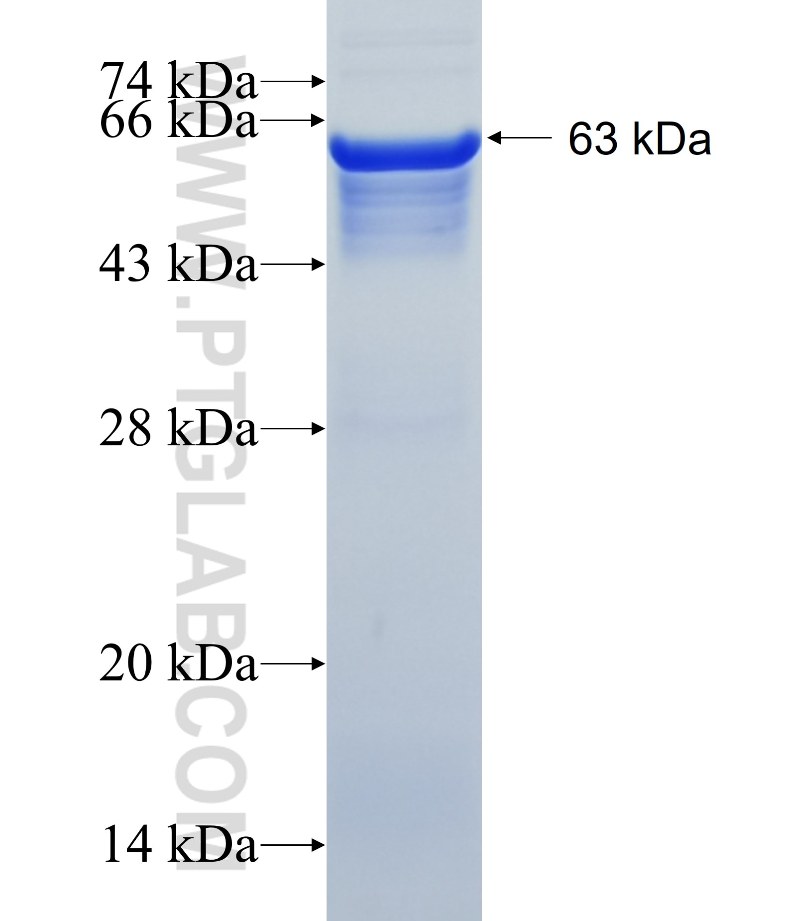 ACTRT2 fusion protein Ag10597 SDS-PAGE