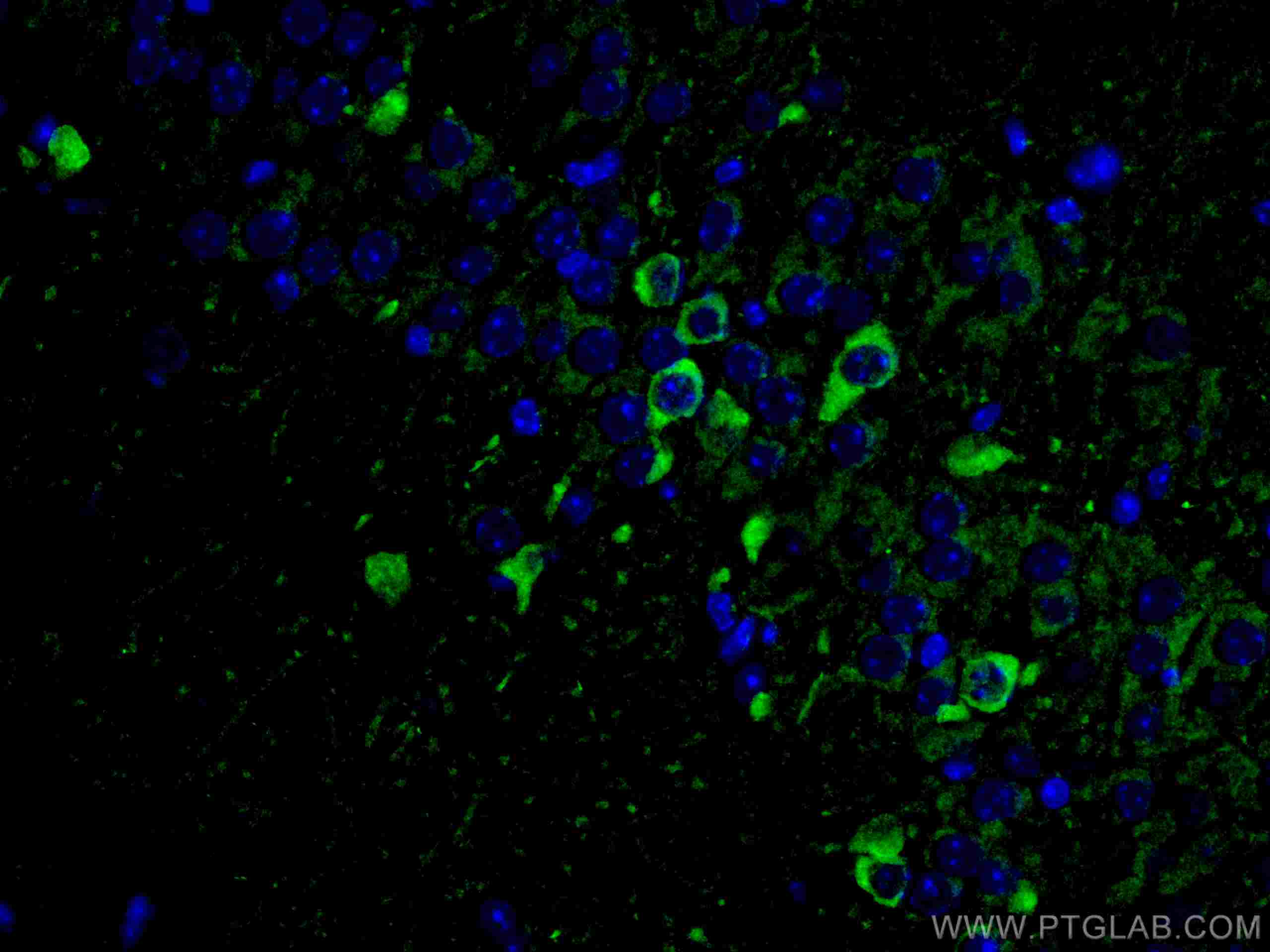IF Staining of mouse brain using 67417-1-Ig (same clone as 67417-1-PBS)