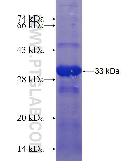 ACVR1 fusion protein Ag13508 SDS-PAGE