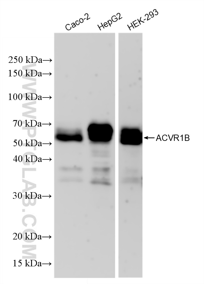 WB analysis using 83026-6-RR (same clone as 83026-6-PBS)