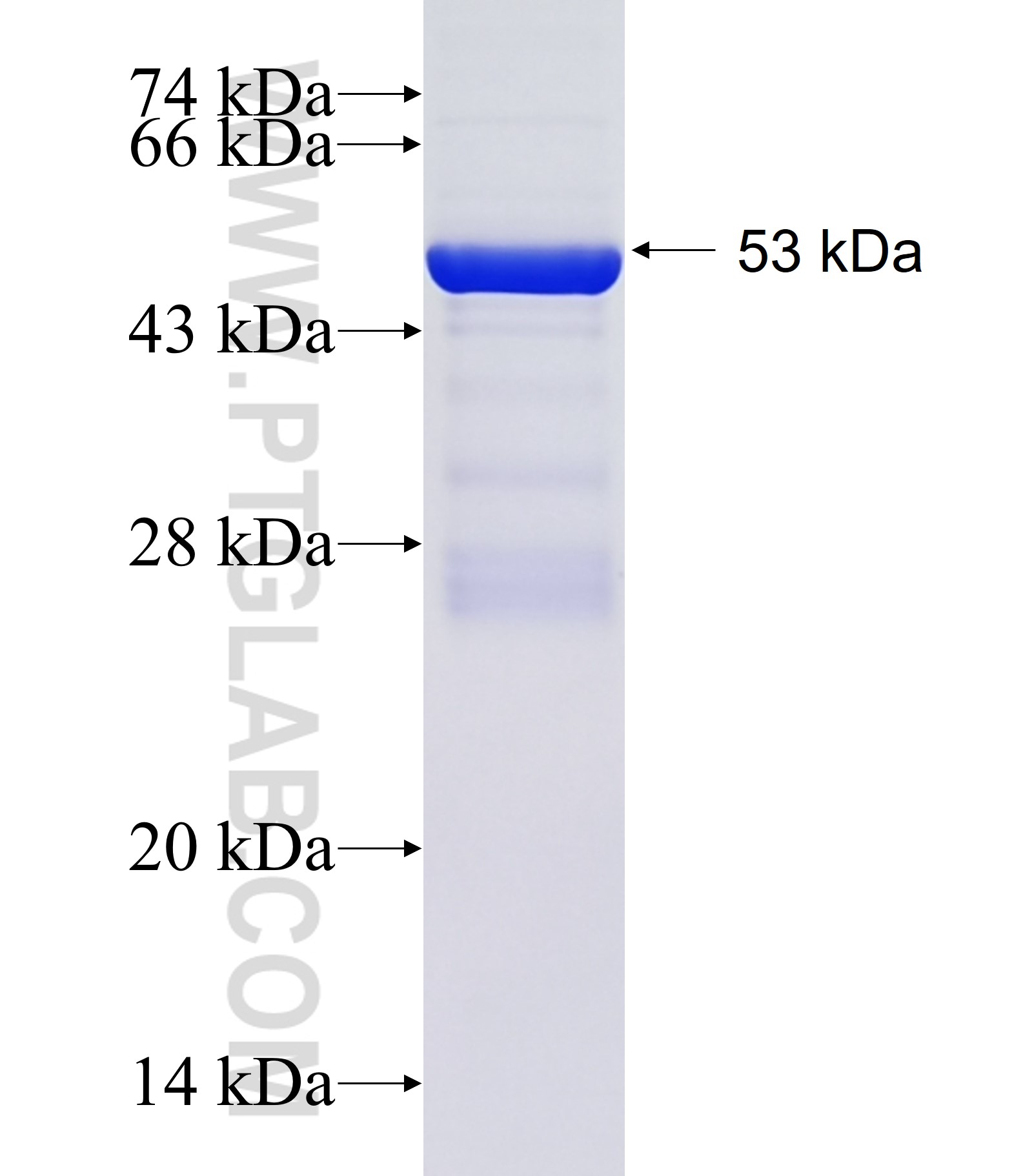 ACVR1B fusion protein Ag0129 SDS-PAGE