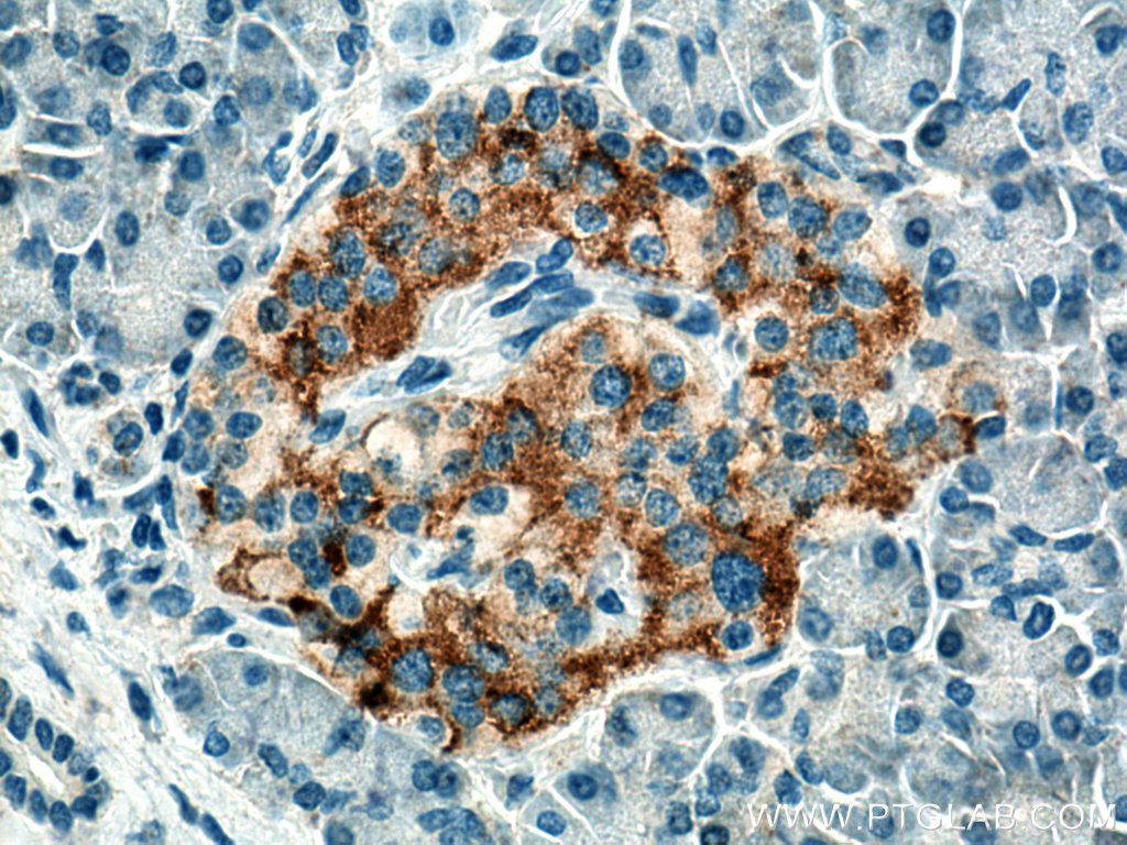 IHC staining of human pancreas using 12610-1-AP