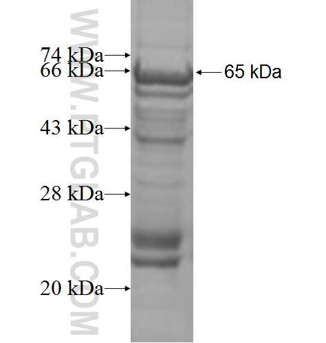 ACVR1C fusion protein Ag3162 SDS-PAGE