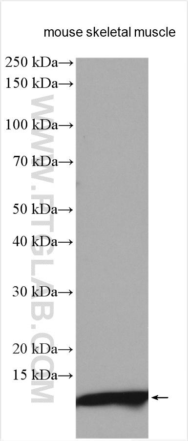 WB analysis using 12302-1-AP