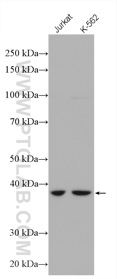 WB analysis using 27369-1-AP