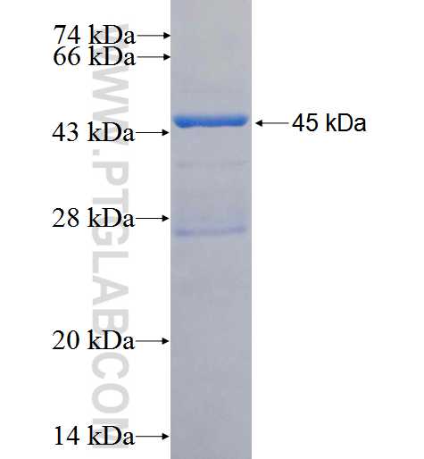 ADAL fusion protein Ag25949 SDS-PAGE