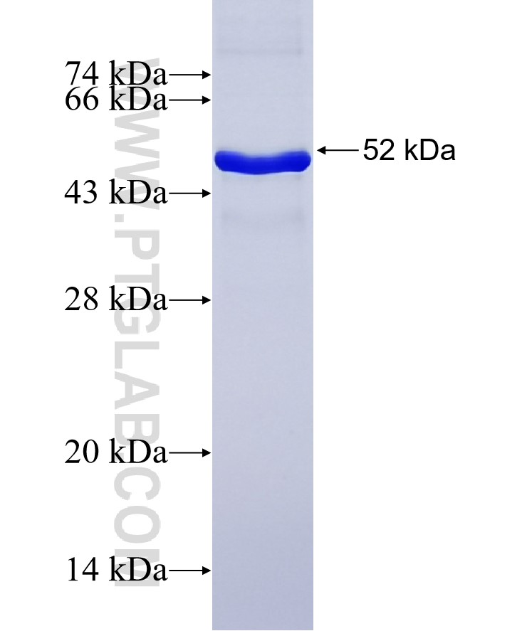 ADAM10 fusion protein Ag23062 SDS-PAGE