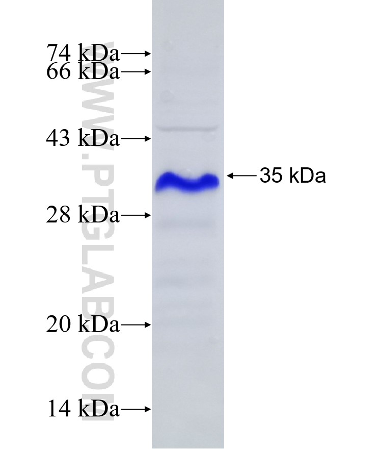 ADAM10 fusion protein Ag23078 SDS-PAGE