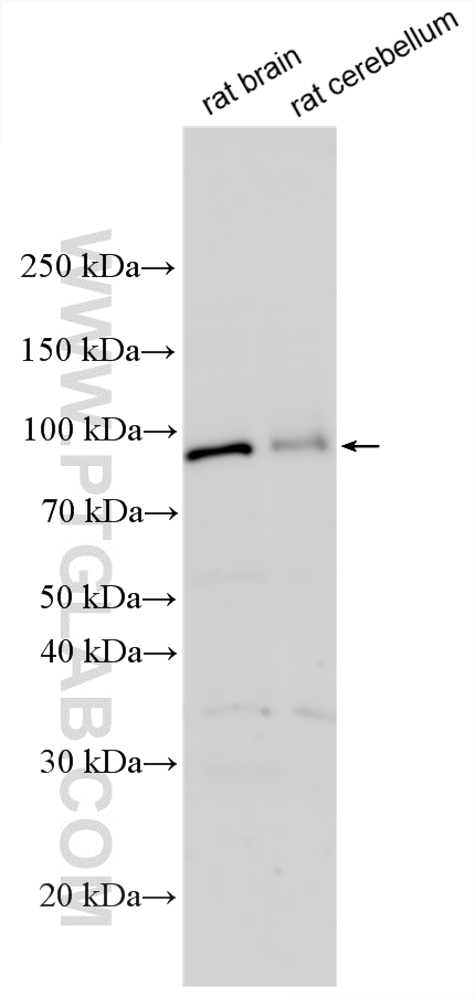 WB analysis using 32970-1-AP