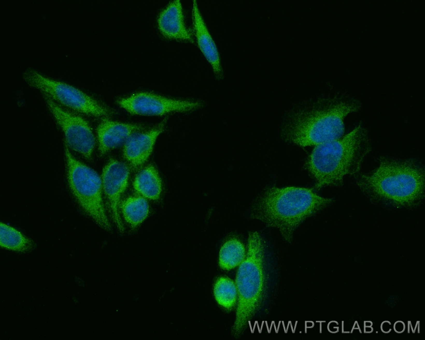 IF Staining of HepG2 using 14139-1-AP