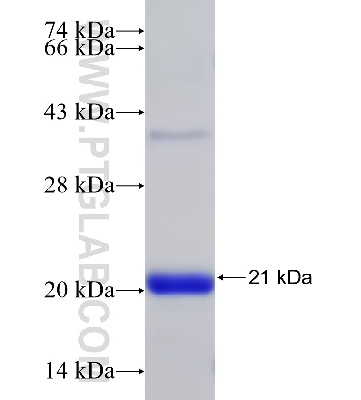 ADAM15 fusion protein Ag32842 SDS-PAGE