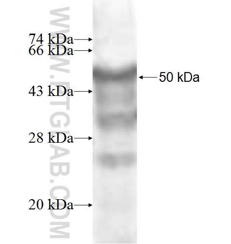 ADAM15 fusion protein Ag7996 SDS-PAGE