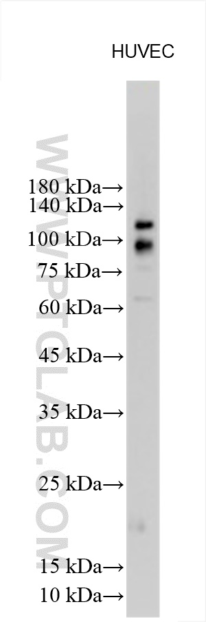 WB analysis of HUVEC using 29948-1-AP