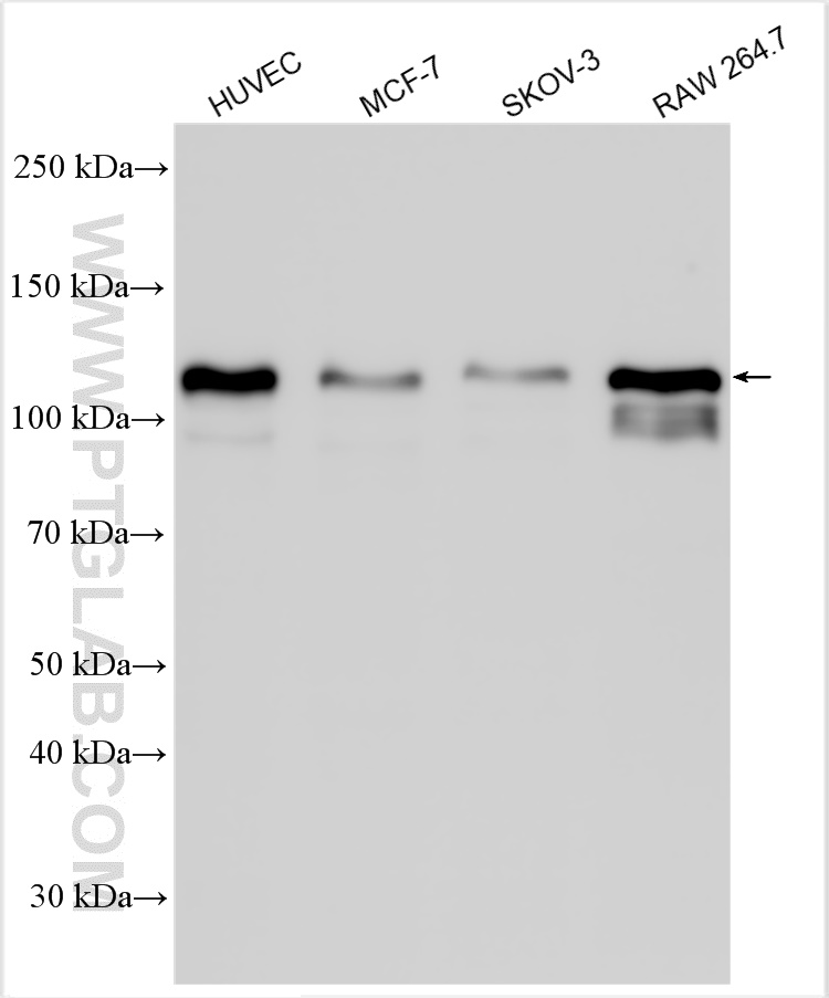 WB analysis using 29948-1-AP