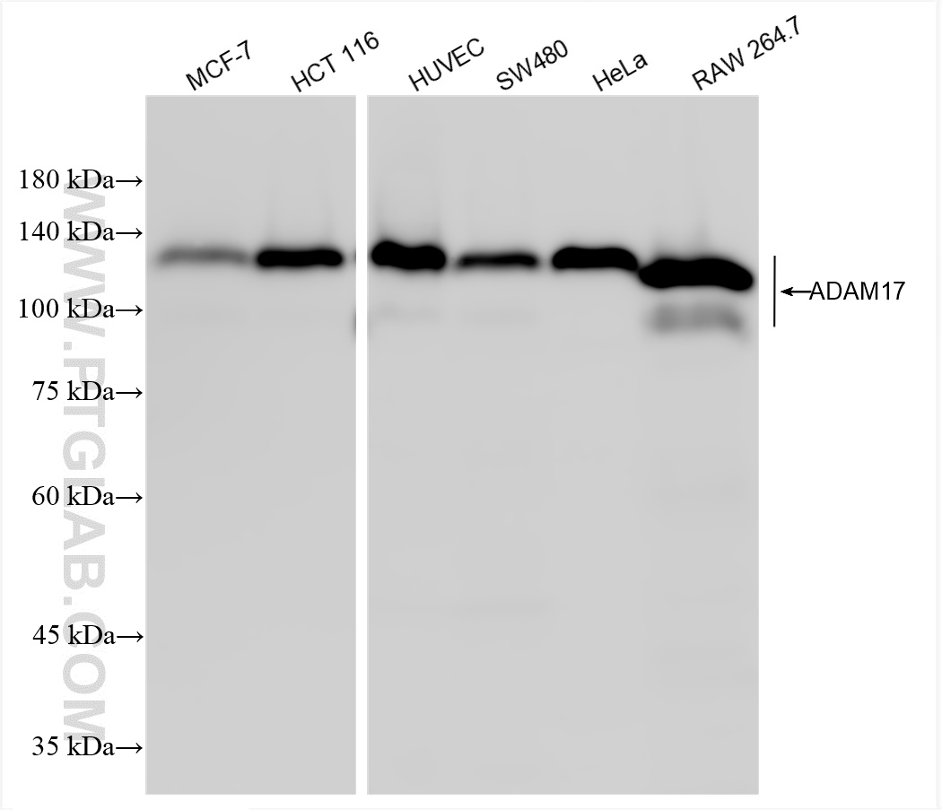 WB analysis using 84292-4-RR