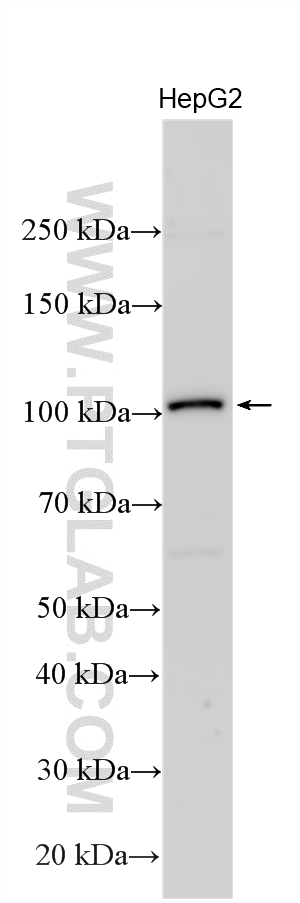 HepG2 cells were subjected to SDS PAGE followed by western blot with 21434-1-AP (ADAM21 antibody) at dilution of 1:600 incubated at room temperature for 1.5 hours. WB analysis using 21434-1-AP