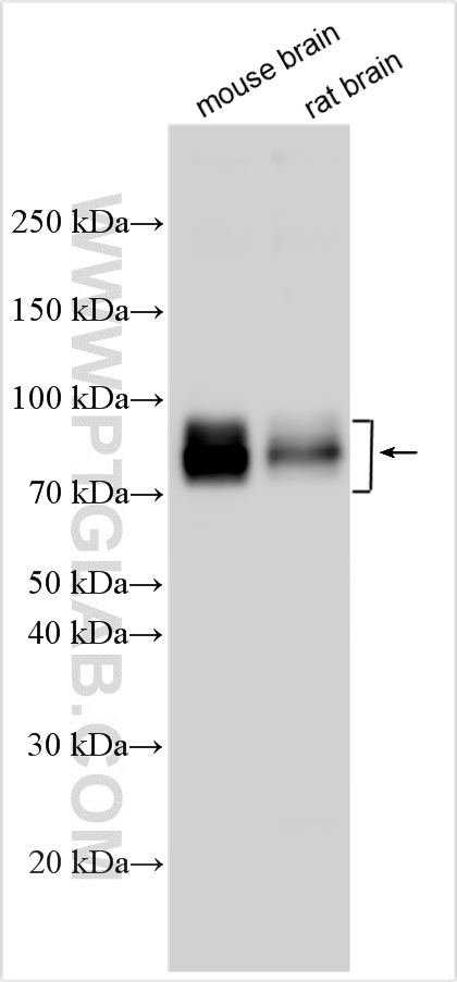 WB analysis using 27496-1-AP