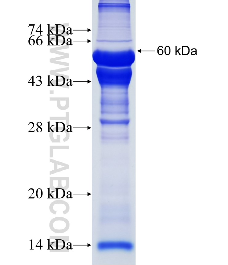ADAM22 fusion protein Ag5211 SDS-PAGE