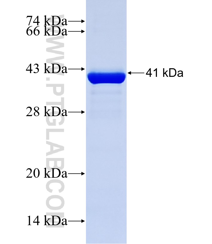 ADAM32 fusion protein Ag26450 SDS-PAGE