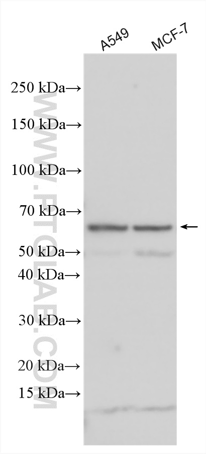 WB analysis using 17899-1-AP