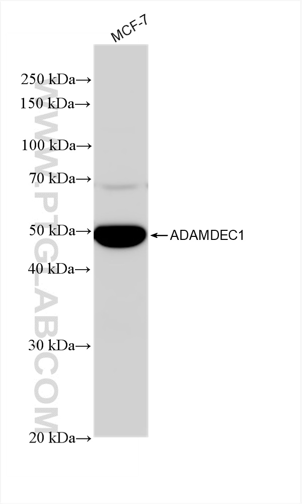 WB analysis of MCF-7 using 82985-1-RR (same clone as 82985-1-PBS)
