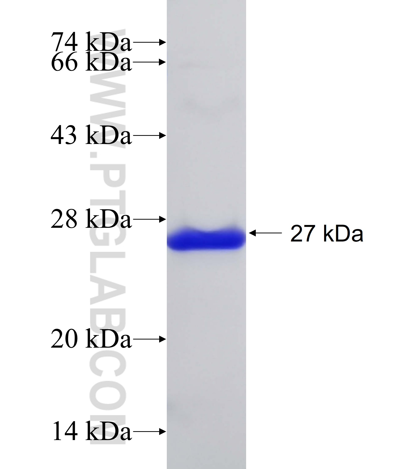 ADAMTS10 fusion protein Ag32012 SDS-PAGE