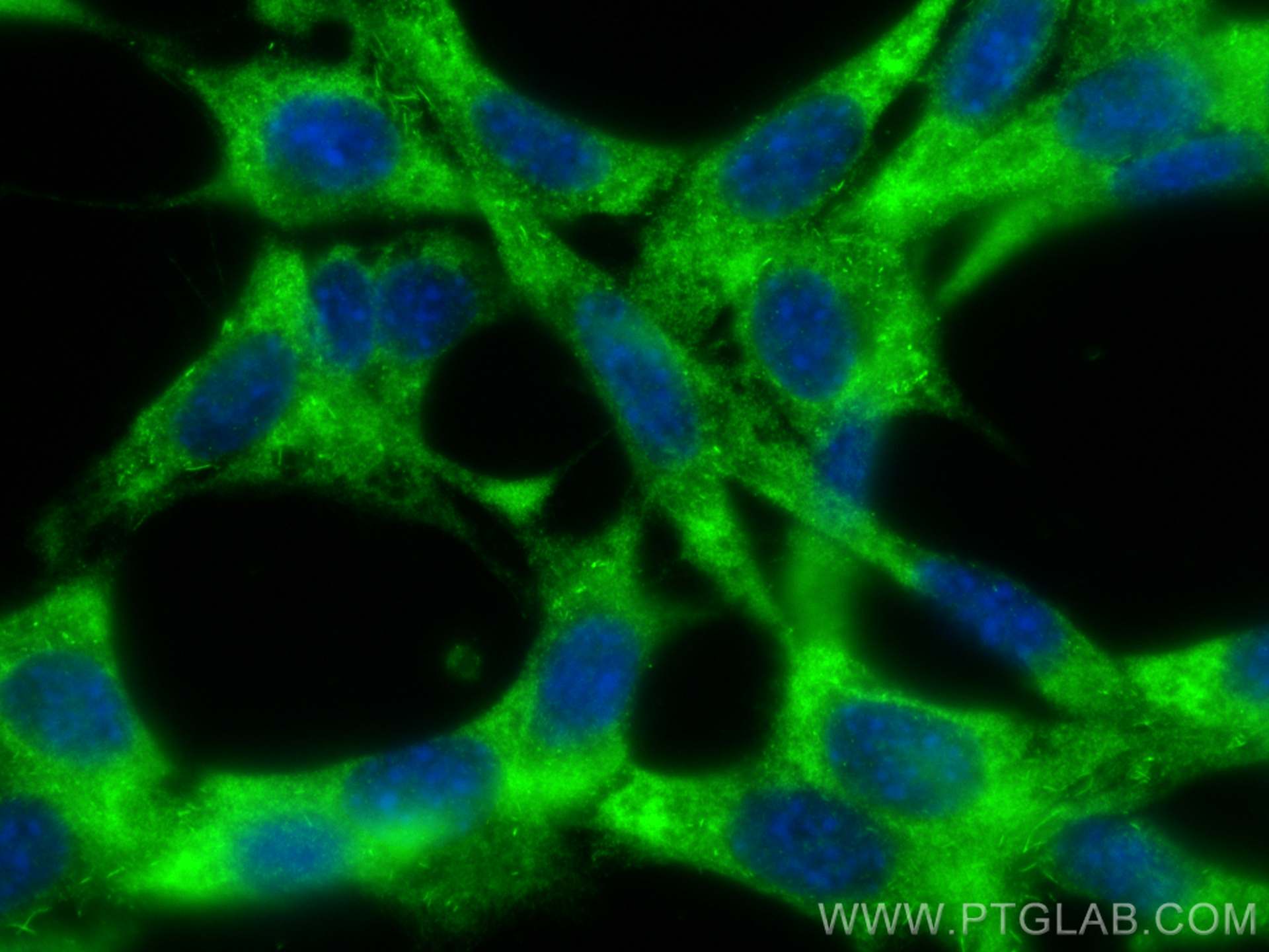 IF Staining of NIH/3T3 using 24934-1-AP
