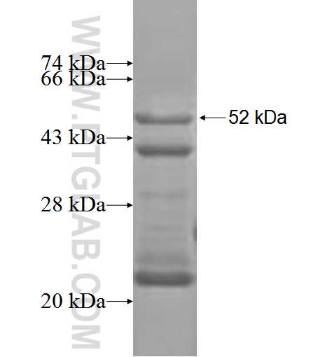 ADAMTS12 fusion protein Ag3480 SDS-PAGE