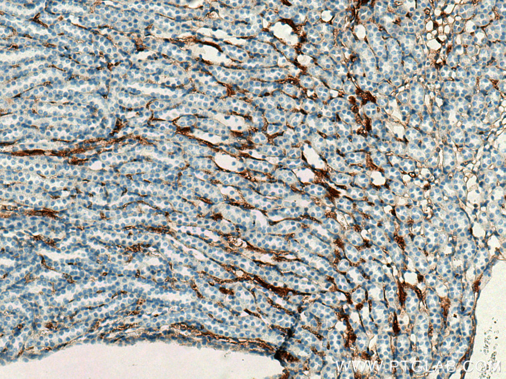 IHC staining of mouse kidney using 20737-1-AP