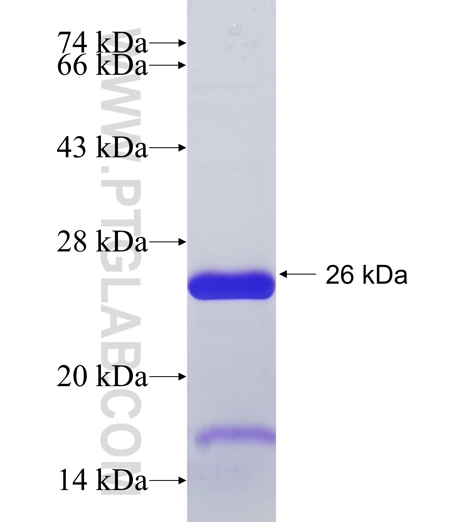ADAMTS14 fusion protein Ag34610 SDS-PAGE ADAMTS14 fusion protein Ag34610 SDS-PAGE