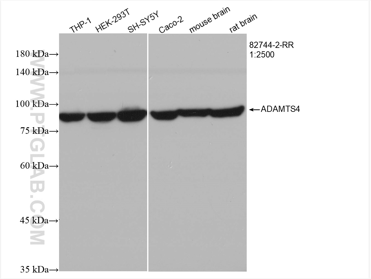 WB analysis using 82744-2-RR