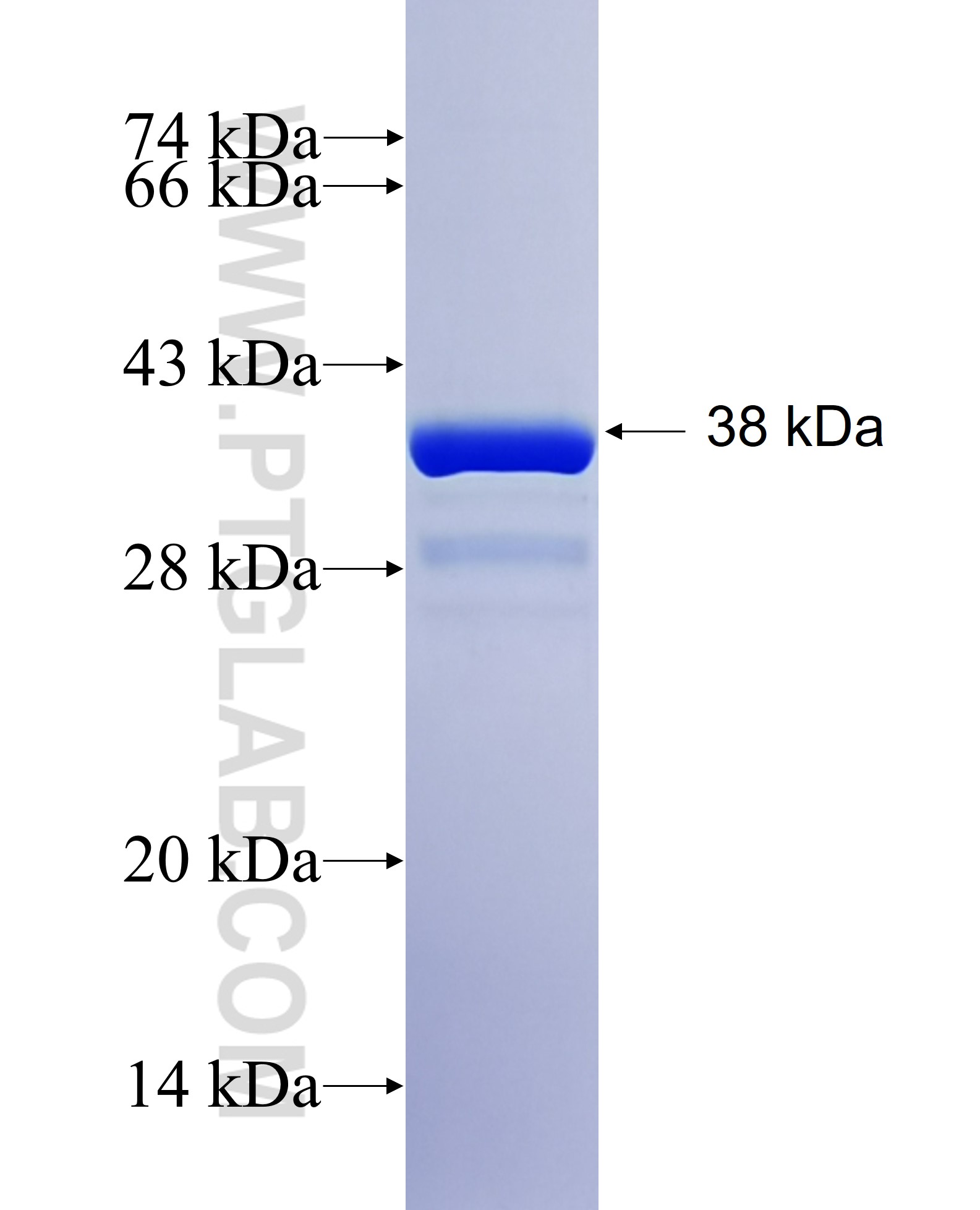 ADAMTS4 fusion protein Ag24582 SDS-PAGE