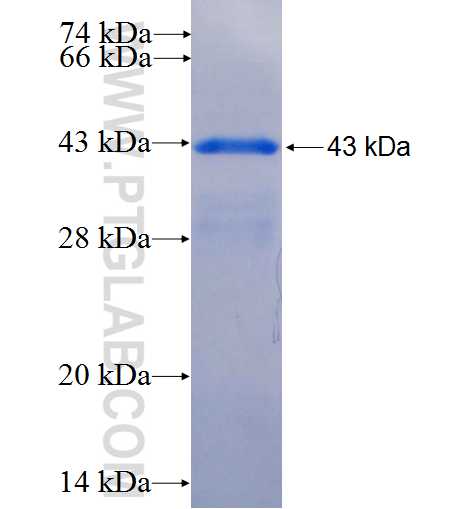 ADAMTS5 fusion protein Ag26723 SDS-PAGE