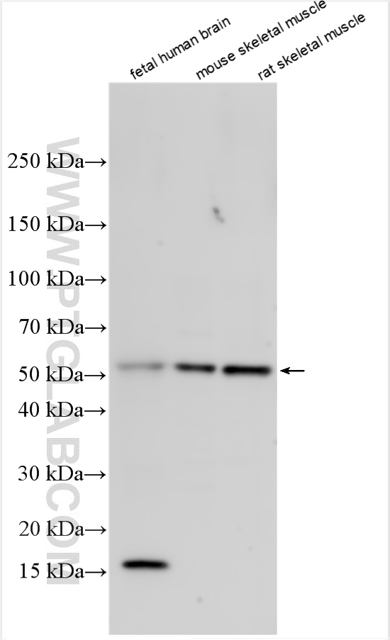 WB analysis using 13337-1-AP