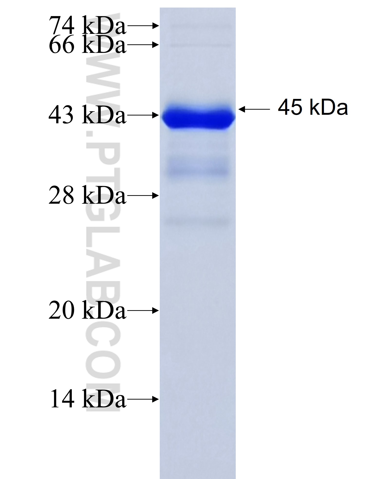 ADAMTSL3 fusion protein Ag24488 SDS-PAGE