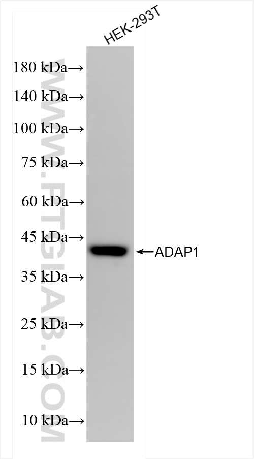 WB analysis of HEK-293T using 84443-1-RR