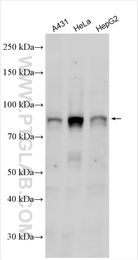 WB analysis using 22248-1-AP