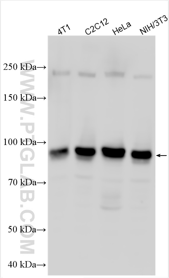 WB analysis using 22248-1-AP