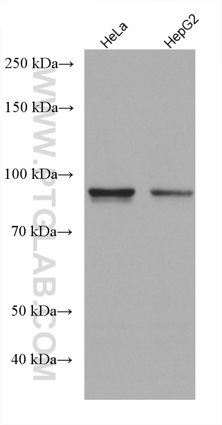 WB analysis using 67764-1-Ig