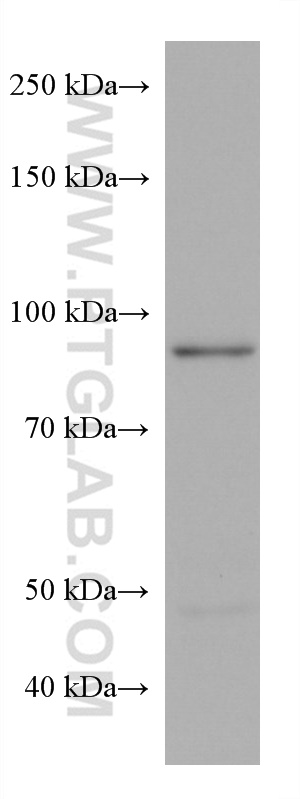 WB analysis of HSC-T6 using 67764-1-Ig